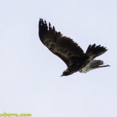 Aquila audax at Amaroo, ACT - 8 Dec 2018 09:06 AM