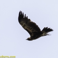 Aquila audax at Amaroo, ACT - 8 Dec 2018 09:06 AM