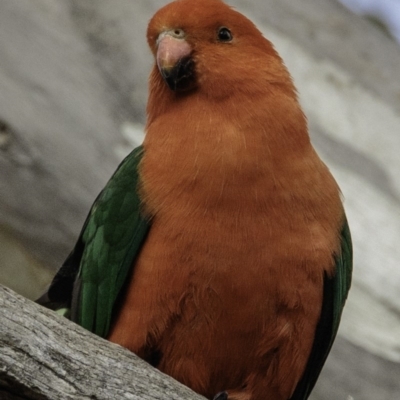 Alisterus scapularis (Australian King-Parrot) at Mulligans Flat - 7 Dec 2018 by BIrdsinCanberra