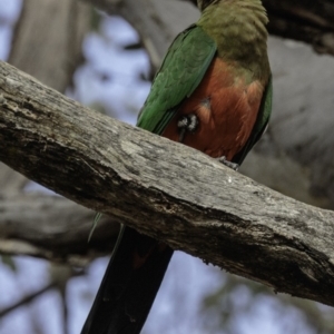 Alisterus scapularis at Forde, ACT - 8 Dec 2018 09:12 AM