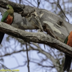 Alisterus scapularis at Forde, ACT - 8 Dec 2018