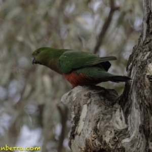 Alisterus scapularis at Forde, ACT - 8 Dec 2018 09:12 AM