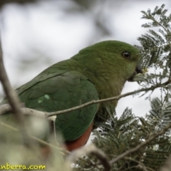 Alisterus scapularis (Australian King-Parrot) at Mulligans Flat - 7 Dec 2018 by BIrdsinCanberra