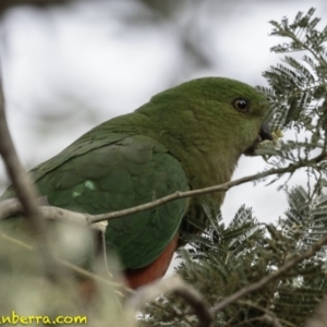 Alisterus scapularis at Forde, ACT - 8 Dec 2018