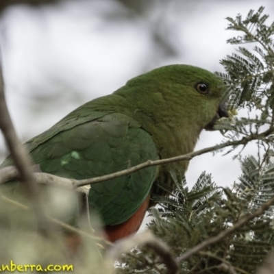 Alisterus scapularis (Australian King-Parrot) at Mulligans Flat - 7 Dec 2018 by BIrdsinCanberra