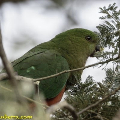 Alisterus scapularis (Australian King-Parrot) at Forde, ACT - 7 Dec 2018 by BIrdsinCanberra