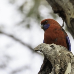 Platycercus elegans (Crimson Rosella) at Mulligans Flat - 7 Dec 2018 by BIrdsinCanberra