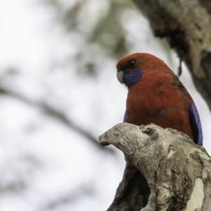 Platycercus elegans at Forde, ACT - 8 Dec 2018