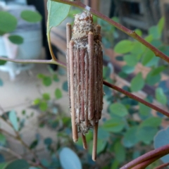 Clania lewinii & similar Casemoths (Parallel stick Case Moths) at Googong, NSW - 17 Dec 2018 by Wandiyali