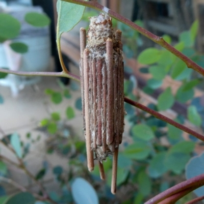 Clania lewinii (Lewin's case moth) at QPRC LGA - 17 Dec 2018 by Wandiyali