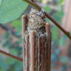 Clania lewinii & similar Casemoths at Googong, NSW - 17 Dec 2018