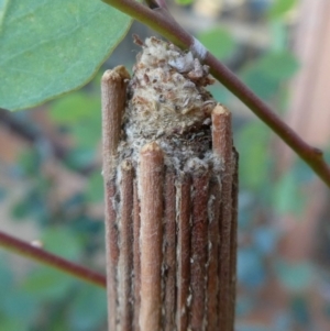 Clania lewinii & similar Casemoths at Googong, NSW - 17 Dec 2018