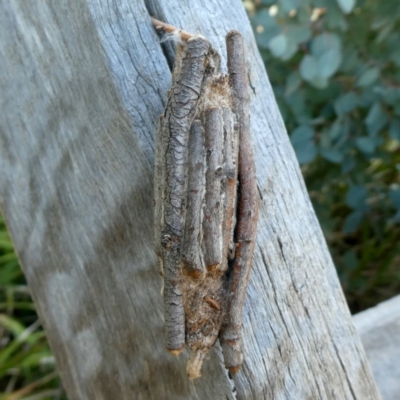 Clania ignobilis (Faggot Case Moth) at Googong, NSW - 17 Dec 2018 by Wandiyali