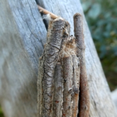 Clania ignobilis at Googong, NSW - 18 Dec 2018