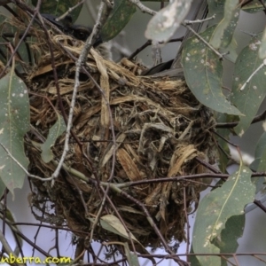 Philemon corniculatus at Forde, ACT - 8 Dec 2018