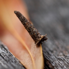 Lepidoscia (genus) IMMATURE (Unidentified Cone Case Moth larva, pupa, or case) at QPRC LGA - 10 Dec 2012 by Wandiyali