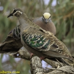 Phaps chalcoptera (Common Bronzewing) at Mulligans Flat - 7 Dec 2018 by BIrdsinCanberra