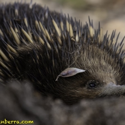 Tachyglossus aculeatus (Short-beaked Echidna) at Forde, ACT - 8 Dec 2018 by JonSteinbeck