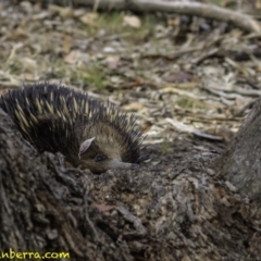 Tachyglossus aculeatus at Forde, ACT - 8 Dec 2018 09:42 AM