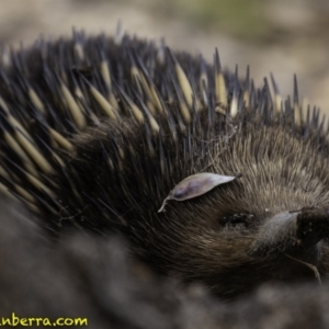 Tachyglossus aculeatus at Forde, ACT - 8 Dec 2018