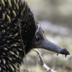 Tachyglossus aculeatus at Forde, ACT - 8 Dec 2018