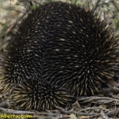 Tachyglossus aculeatus at Forde, ACT - 8 Dec 2018 09:42 AM