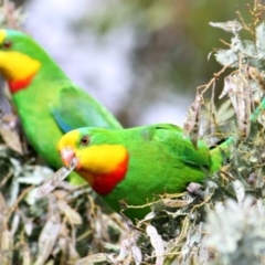 Polytelis swainsonii (Superb Parrot) at Belconnen, ACT - 16 Dec 2018 by Leasha357