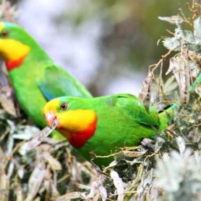 Polytelis swainsonii (Superb Parrot) at Lake Ginninderra - 16 Dec 2018 by Leasha357