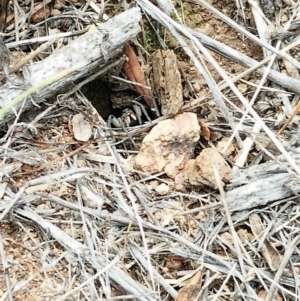 Tasmanicosa sp. (genus) at Molonglo Valley, ACT - 11 Dec 2018