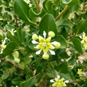 Quillaja saponaria at Molonglo Valley, ACT - 11 Dec 2018 11:00 AM