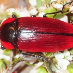 Temognatha sanguinipennis (Jewel Beetle) at Jerrawangala National Park - 17 Dec 2018 by Harrisi