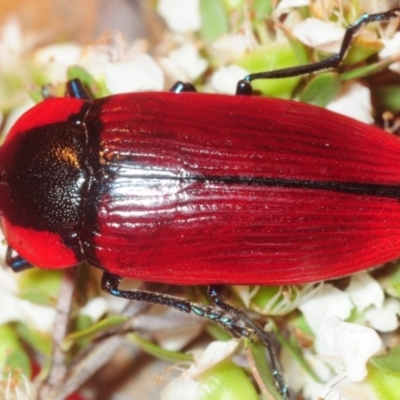 Temognatha sanguinipennis (Jewel Beetle) at Jerrawangala, NSW - 17 Dec 2018 by Harrisi