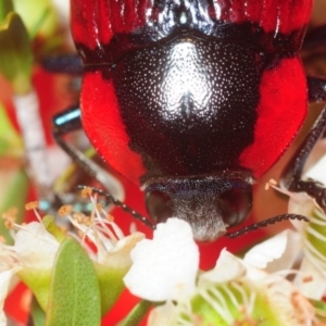 Temognatha sanguinipennis at Jerrawangala, NSW - 17 Dec 2018