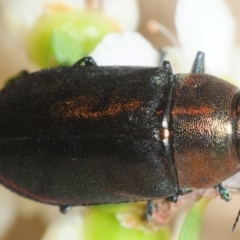 Torresita cuprifera (Jewel beetle) at Jerrawangala, NSW - 17 Dec 2018 by Harrisi