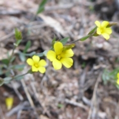 Linum trigynum (French Flax) at Theodore, ACT - 17 Dec 2018 by Christine