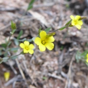 Linum trigynum at Theodore, ACT - 17 Dec 2018 10:44 AM