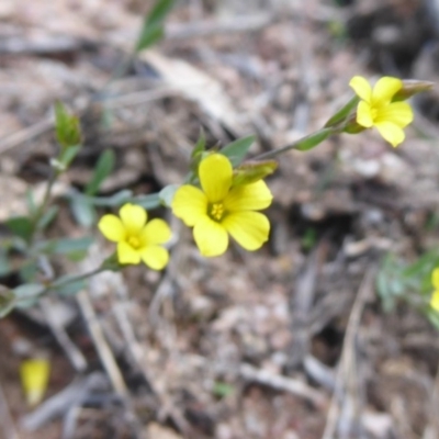 Linum trigynum (French Flax) at Theodore, ACT - 17 Dec 2018 by Christine