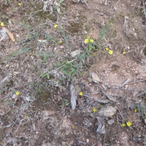 Linum trigynum at Theodore, ACT - 17 Dec 2018 10:44 AM