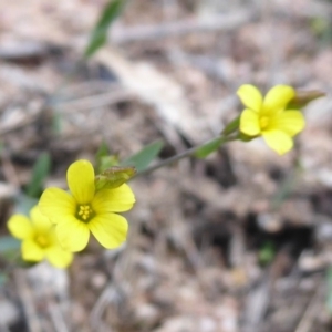 Linum trigynum at Theodore, ACT - 17 Dec 2018