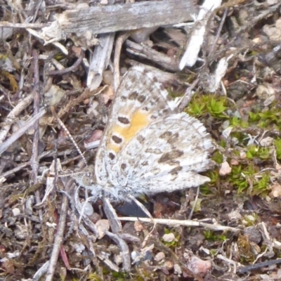 Lucia limbaria (Chequered Copper) at Theodore, ACT - 17 Dec 2018 by Christine