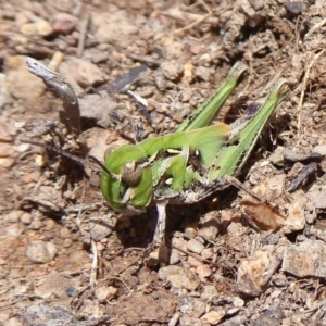 Oedaleus australis at Theodore, ACT - 17 Dec 2018