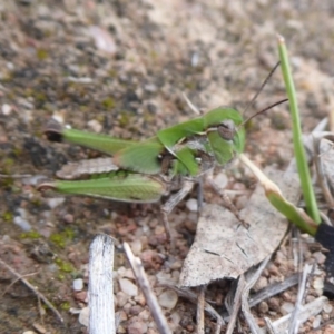 Oedaleus australis at Theodore, ACT - 17 Dec 2018