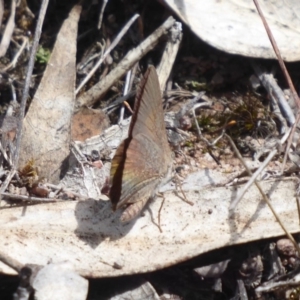 Paralucia pyrodiscus at Theodore, ACT - suppressed