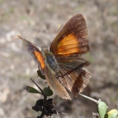 Paralucia pyrodiscus at Theodore, ACT - 17 Dec 2018