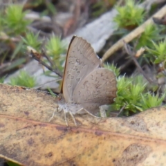 Paralucia pyrodiscus at Theodore, ACT - 17 Dec 2018