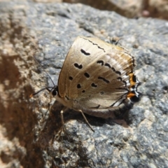 Jalmenus ictinus (Stencilled Hairstreak) at Tuggeranong Hill - 17 Dec 2018 by Christine