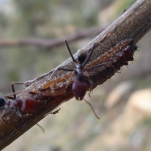 Jalmenus ictinus at Theodore, ACT - 17 Dec 2018