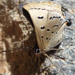 Jalmenus ictinus at Theodore, ACT - 17 Dec 2018