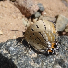 Jalmenus ictinus at Theodore, ACT - 17 Dec 2018