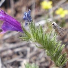 Utetheisa pulchelloides (Heliotrope Moth) at Tuggeranong Hill - 17 Dec 2018 by Christine